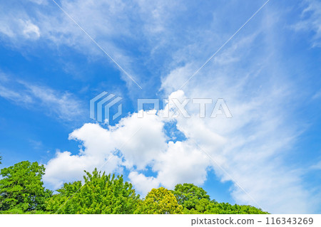 Summer clouds and trees Summer clouds and trees 116343269