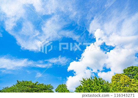 Summer clouds and trees 116343271