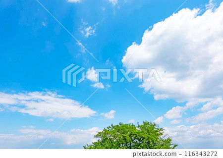 Summer clouds and trees 116343272