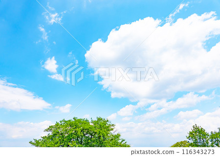 Summer clouds and trees 116343273