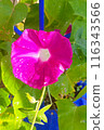 Morning glory flowers, a symbol of summer, deep pink morning glory 116343566