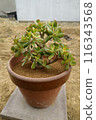 A potted plant arrangement of succulents 116343568