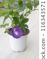 Butterfly pea 116343571