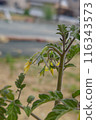 Tomato flowers 116343573