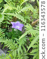 Blue flower: Chinese bellflower 116343578