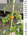 Tomatoes planted in a planter 116343579