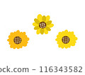 Hand-drawn sunflower illustration 116343582
