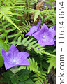 Blue flower: Chinese bellflower 116343654