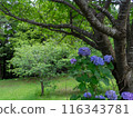 開花在公園的八仙花屬 116343781