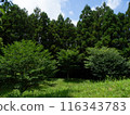初夏公園 116343783
