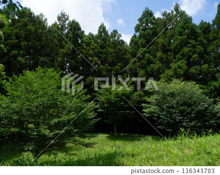 Early summer park 116343783