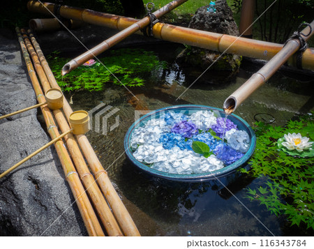 Cherry blossom petals floating in the Temizuya 116343784