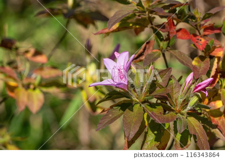 Pink azaleas shining in the sunlight, at their best. Pink azaleas shining in the sunlight, at their best. 116343864