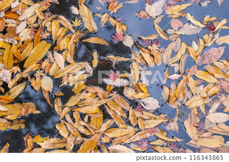 Scene of fallen leaves on the water surface 116343865