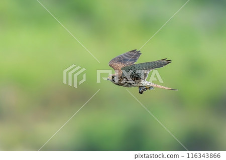 A female kestrel in the breeding season catching prey and flying against a green background A female kestrel in the breeding season catching prey and flying against a green background 116343866