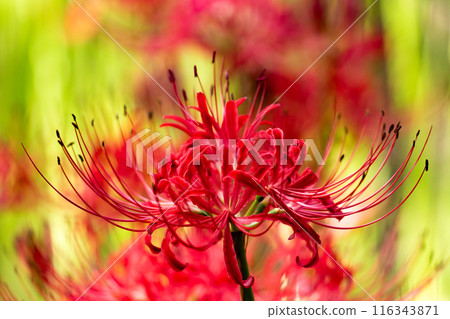 Deep red blooming spider lilies Deep red blooming spider lilies 116343871