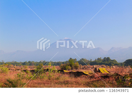 Drying sliced tobacco leaves in the traditional way in the open field 116343971