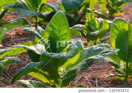 Large leaf tobacco plants growing on tobacco farmland 116343972