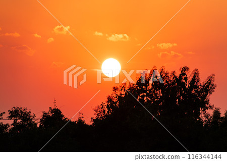 Orange Sunrise with Silhouetted Trees 116344144