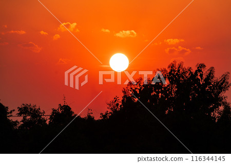 Orange Sunrise with Silhouetted Trees 116344145