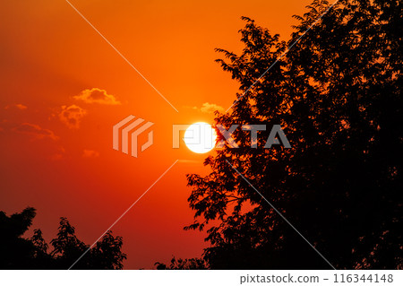 Orange Sunrise with Silhouetted Trees 116344148