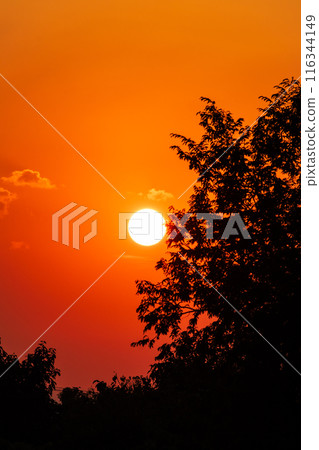 Orange Sunrise with Silhouetted Trees Orange Sunrise with Silhouetted Trees 116344149