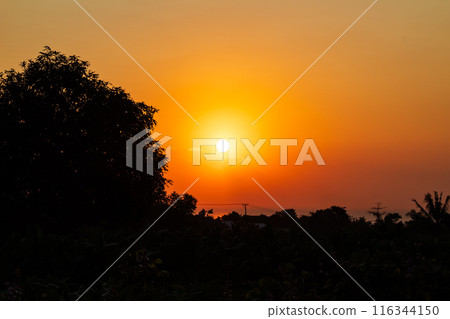 Orange Sunrise with Silhouetted Trees 116344150