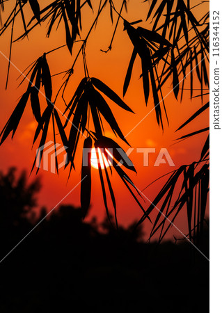 Orange Sunrise with Silhouettes of bamboo branches and leaves 116344152