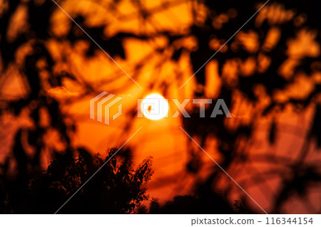Orange Sunrise with Silhouettes of bamboo branches and leaves 116344154