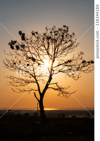 Silhouette of a Tree with Sunrise in the Morning 116344169