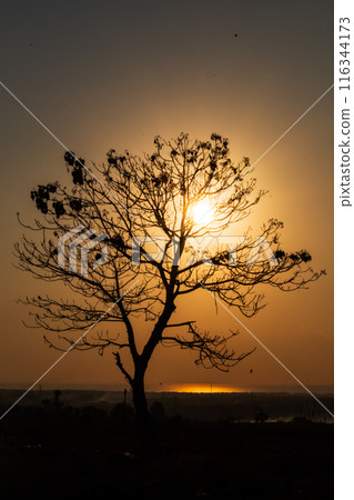 Silhouette of a Tree with Sunrise in the Morning 116344173