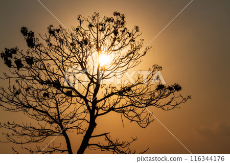 Silhouette of a Tree with Sunrise in the Morning 116344176