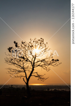 Silhouette of a Tree with Sunrise in the Morning 116344177