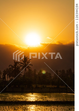 Golden sunset in a rice field in the afternoon 116344194