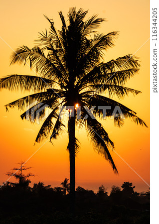 Orange sunrise with coconut tree silhouette Orange sunrise with coconut tree silhouette 116344205