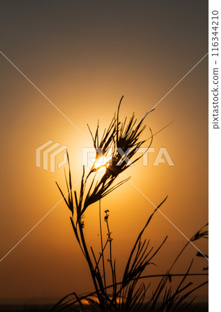 Silhouette of grass with the Sunrise in the morning 116344210