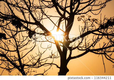 Silhouette of a Tree with Sunrise in the Morning 116344211