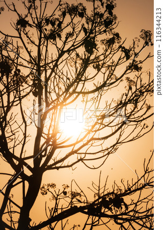 Silhouette of a Tree with Sunrise in the Morning 116344213