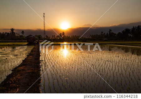 Golden sunset in a rice field in the afternoon 116344218