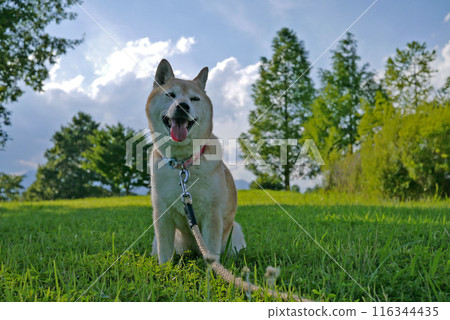 Shiba Inu Shiba Inu 116344435