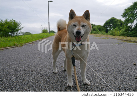 Shiba Inu Shiba Inu 116344436