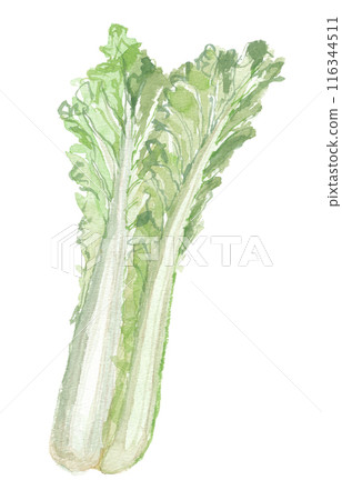Bamboo shoots and Chinese cabbage painted in watercolor 116344511