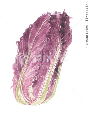 Purple cabbage painted in watercolor 116344512