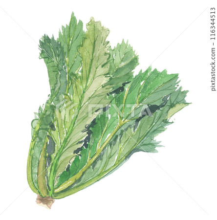 Mustard greens painted in watercolor Mustard greens painted in watercolor 116344513
