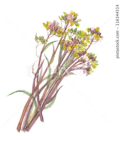 Watercolor painting of red mustard moss 116344514