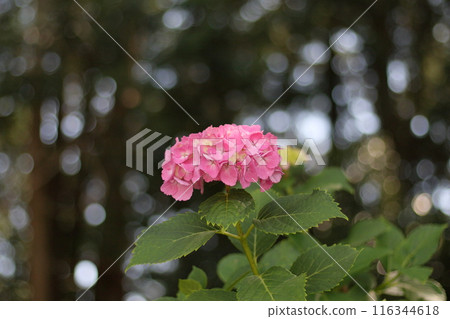 hydrangea hydrangea 116344618