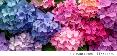 Colorful hydrangeas in blue, pink and purple 116344770