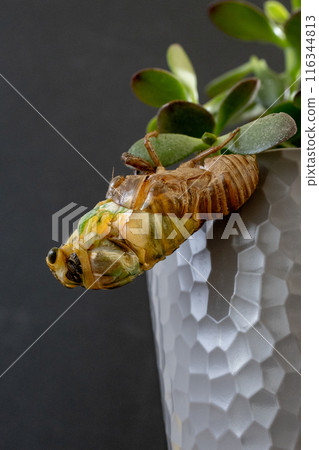 出現 出現 116344813