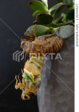 出現 出現 116344827