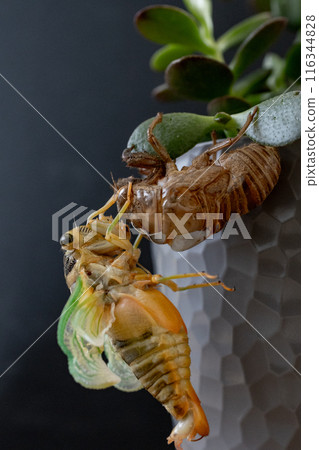 Emergence Emergence 116344828